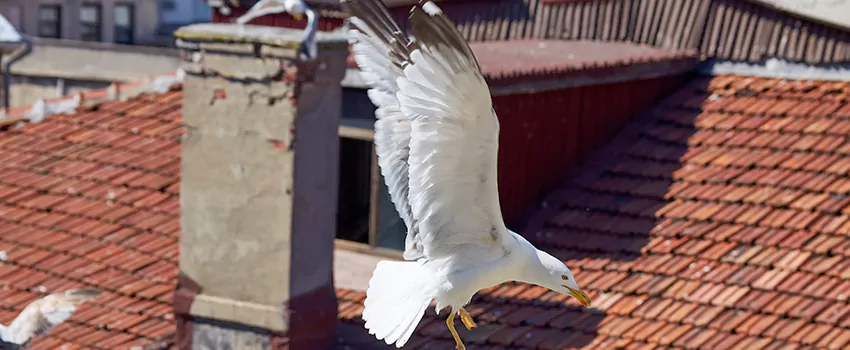 Residential Chimney Animal Removal Solution in Brooklyn Park, MN