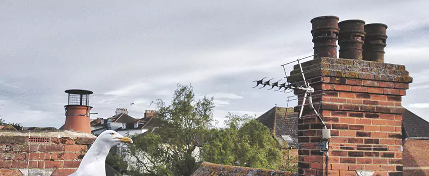 Chimney Cleaning And Restoration in Brooklyn Park, Minnesota
